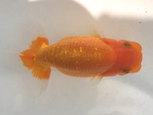 宮城伊達らんちう会　西大関　黒はばき浩之　相馬郡