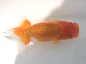 宮城伊達らんちう会　立行司　黒はばき浩之　相馬郡