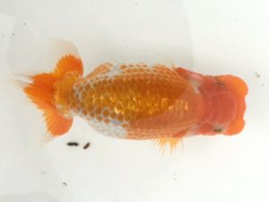 宮城伊達らんちう会　取締一　松田　勝　仙台市