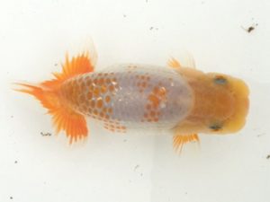 宮城伊達らんちう会　取締二　松田　勝　仙台市