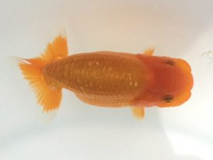 宮城伊達らんちう会 東関脇　輿石伸吾　仙台市