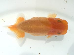 宮城伊達らんちう会 西関脇　松田　勝　仙台市