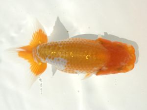 宮城伊達らんちう会 東小結　黒はばき浩之　相馬郡