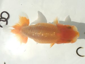 宮城伊達らんちう会 西小結　輿石伸吾　仙台市