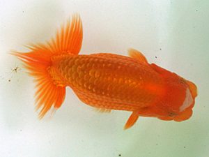 当歳魚品評会　1席　末光　亨　宇和島
