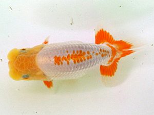 当歳魚品評会　2席　中村優作　西条
