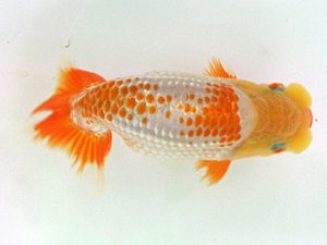 当歳魚品評会　3席　今井　均　西条
