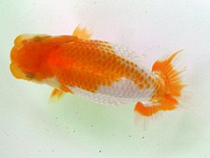 当歳魚品評会　4席　佐野直志　宇和島
