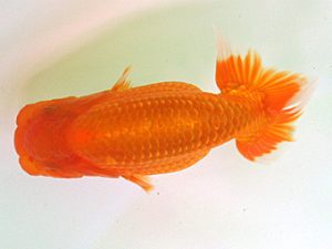 当歳魚品評会　5席　石川佳二　今治
