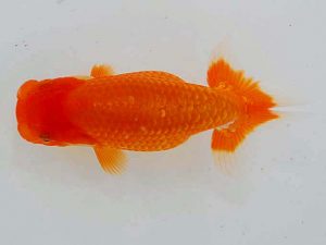 岡山錦鱗会 一等五席　坂根吉広　鏡野