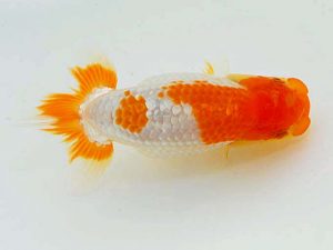 岡山錦鱗会 一等六席　藤原　繁　福山