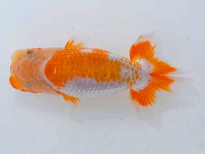 岡山錦鱗会 二等一席　梶谷誠二　岡山