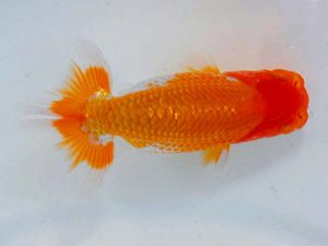 岡山錦鱗会　二等三席　難波康弘　児島