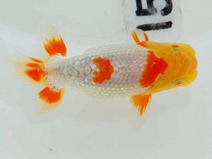 岡山錦鱗会 二等四席　櫻武起典　尾道