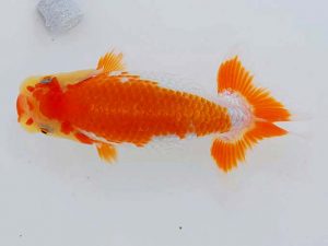 岡山錦鱗会 二等五席　坂根吉広　鏡野