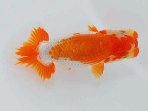 岡山錦鱗会　優等二席　村上暢彦　浅口