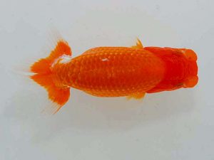 岡山錦鱗会　三席　三宅一共　浅口