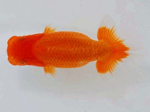 岡山錦鱗会　優等四席 難波康弘　児島