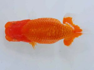 岡山錦鱗会　優等五席 三宅一共　浅口