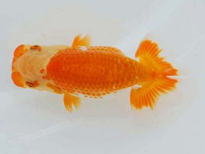 岡山錦鱗会 一等一席　山下康孝　高松