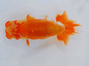 岡山錦鱗会 一等三席　浅野　浩　倉敷