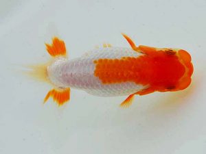 岡山錦鱗会 一等四席　藤原博文　徳島