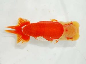 楽友らんちう会 東大関 大久保義彰 千葉 楽友らんちう会 東大関 大久保義彰 千葉