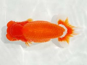 楽友らんちう会 西大関 大久保義彰 千葉 楽友らんちう会 西大関 大久保義彰 千葉