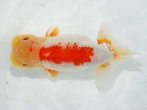 楽友らんちう会 取締一 樫村正彦 千葉 楽友らんちう会 取締一 樫村正彦 千葉