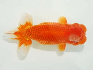 楽友らんちう会 取締二 田中 淳 品川 楽友らんちう会 取締二 田中 淳 品川