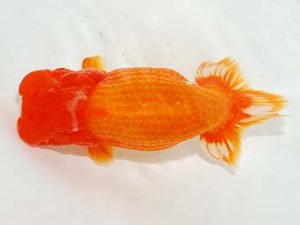 楽友らんちう会 東大関 大久保義彰 千葉 楽友らんちう会 東大関 大久保義彰 千葉