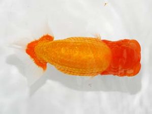 楽友らんちう会 西大関 山田隆夫 東堀切 楽友らんちう会 西大関 山田隆夫 東堀切