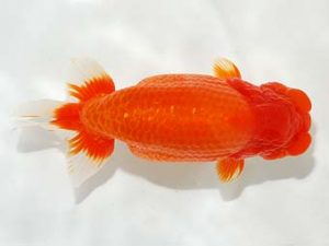 楽友らんちう会 立行司 池田伸次 新潟 楽友らんちう会 立行司 池田伸次 新潟