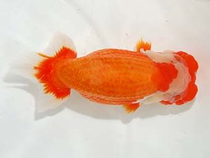 楽友らんちう会 取締一 林 和明 足立 楽友らんちう会 取締一 林 和明 足立