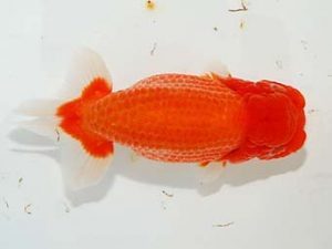 楽友らんちう会 取締二 林 和明 足立 楽友らんちう会 取締二 林 和明 足立