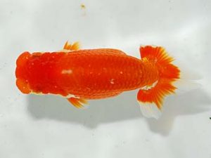 楽友らんちう会 勧進元一 田中 淳 品川 楽友らんちう会 勧進元一 田中 淳 品川