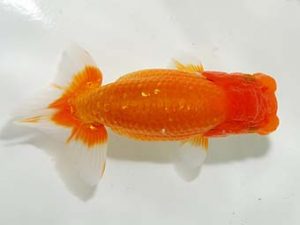 楽友らんちう会 勧進元二 石田直樹 龍ヶ崎 楽友らんちう会 勧進元二 石田直樹 龍ヶ崎