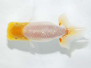 楽友らんちう会 行司一 中茎吉幸 西亀有 楽友らんちう会 行司一 中茎吉幸 西亀有