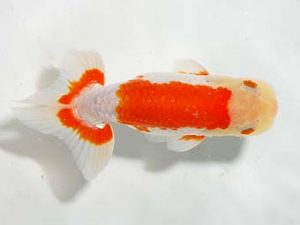 楽友らんちう会 行司二 山岡 仁 松戸 楽友らんちう会 行司二 山岡 仁 松戸