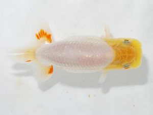 楽友らんちう会 行司三 中茎吉幸 西亀有 楽友らんちう会 行司三 中茎吉幸 西亀有