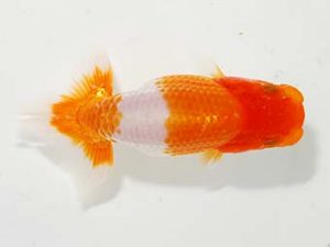 楽友らんちう会 脇行司一 稲村俊明 千代田 楽友らんちう会 脇行司一 稲村俊明 千代田