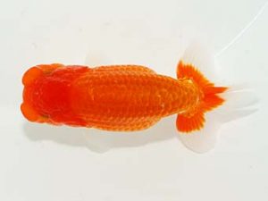 楽友らんちう会 脇行司二 高田三郎 浦安 楽友らんちう会 脇行司二 高田三郎 浦安