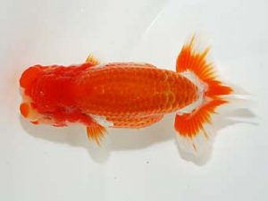 楽友らんちう会 西大関 杉本晃章 千住 楽友らんちう会 西大関 杉本晃章 千住