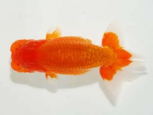 楽友らんちう会 立行司 矢ヶ崎伸司 堀切 楽友らんちう会 立行司 矢ヶ崎伸司 堀切