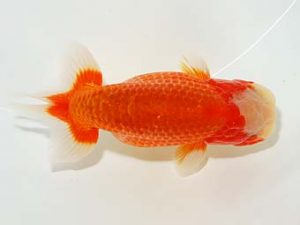 楽友らんちう会 取締一 目黒康弘 足立 楽友らんちう会 取締一 目黒康弘 足立