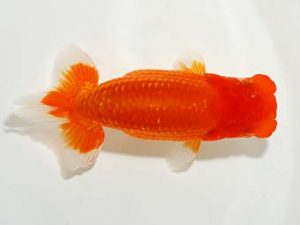 楽友らんちう会 取締二 大久保義彰 千葉 楽友らんちう会 取締二 大久保義彰 千葉