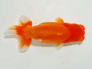 楽友らんちう会 西関脇 木村文夫 水元 楽友らんちう会 西関脇 木村文夫 水元