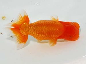 楽友らんちう会 東小結 矢ヶ崎伸司 堀切 楽友らんちう会 東小結 矢ヶ崎伸司 堀切