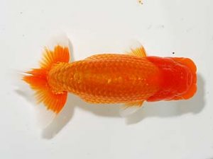 楽友らんちう会 西小結 七尾好之 葛飾 楽友らんちう会 西小結 七尾好之 葛飾