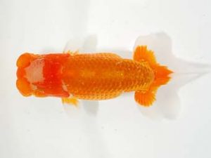 楽友らんちう会 東大関 矢ヶ崎伸司 堀切 楽友らんちう会 東大関 矢ヶ崎伸司 堀切